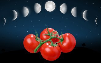Лунный календарь для садоводов  в 2020 году